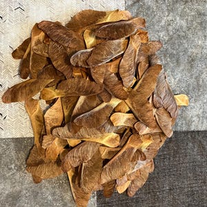 Graines d'érable séchées (samares) entièrement naturelles - 100 pièces