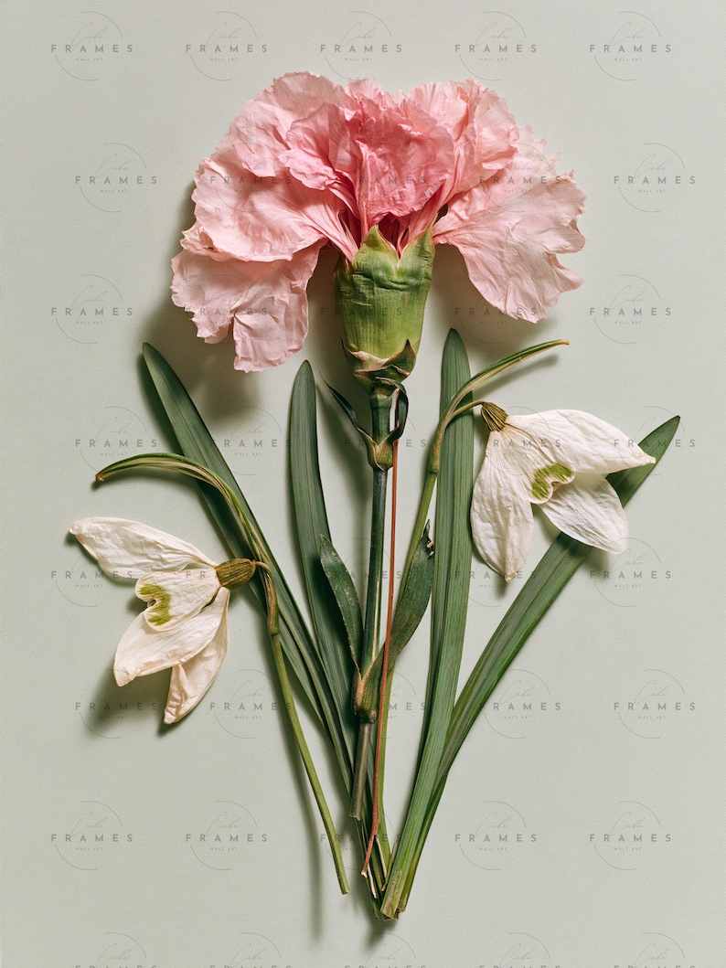 January Birth Flower Print, Pressed Carnation and Snowdrop Botanical ...