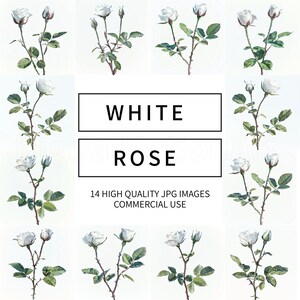 White Rose - 14 High Quality JPGs - Digital Planner, Junk Journaling, Watercolor, Wall Art, Commercial Use - Digital Download