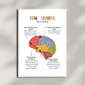 Puede incluir: Una ilustración colorida de un cerebro humano con diferentes secciones resaltadas en rojo, azul, amarillo y verde. La ilustración muestra cómo el trauma afecta al cerebro, con texto que explica el impacto en diferentes áreas como la corteza prefrontal, la amígdala, el hipocampo y el área de Broca.