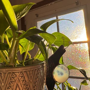 May include: A decorative stained glass suncatcher featuring a black silhouette with a circular, moon-like design. The suncatcher hangs near a potted plant with large green leaves. The pot is a light brown color with a geometric pattern.