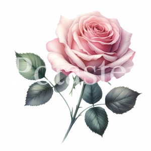 Rose pink clipart rose watercolor clipart rose pink rose red rose purple rose yellow rose colourful instant download commercial use