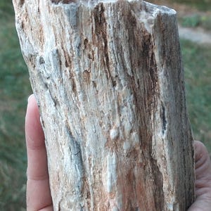 Raw Petrified Wood