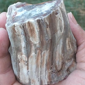 Raw Petrified Wood