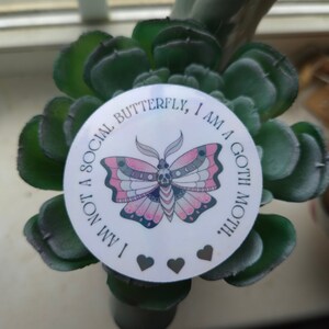 No soy una mariposa social, soy una polilla gótica