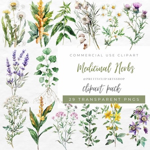 Bundle de cliparts aquarelle herbes médicinales pour usage commercial, illustration d'herbes épices, impression médicinale, journal indésirable, scrapbooking