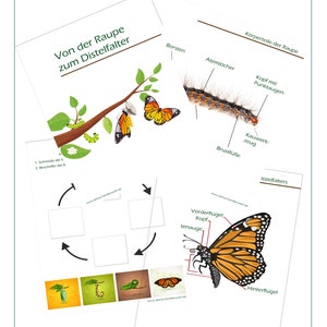 Puede incluir: Gráfico educativo en alemán, "De la oruga a la mariposa", que muestra las etapas del ciclo de vida. Incluye ilustraciones de una oruga y una mariposa, con diagramas etiquetados de las partes del cuerpo. El texto "Von der Raupe zum Schmetterling" es visible.