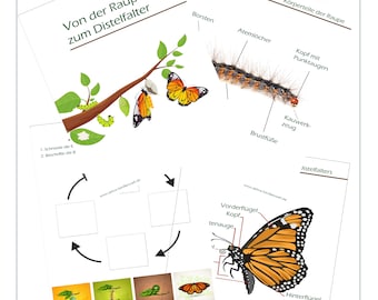 Von der Raupe zum Schmetterling / Lebenszyklus / Anatomie von Raupe und Schmetterling / Metamorphose Distelfalter / Arbeitsblätter 6 Seiten