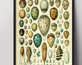 Op de afbeelding: Een ingelijste vintage print met een gedetailleerde illustratie van verschillende vogeleieren. De eieren variëren in grootte, vorm en kleur, met gespikkelde patronen en aardetinten. De print is gelabeld "ŒUFS" en staat tegen een crèmekleurige achtergrond.