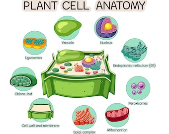 Plant Cell Wall Decals for Classroom – Biology Wall Stickers, Science School Decor
