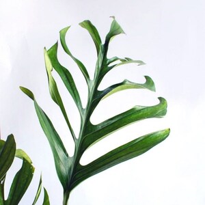 Monstera pinnatipartita