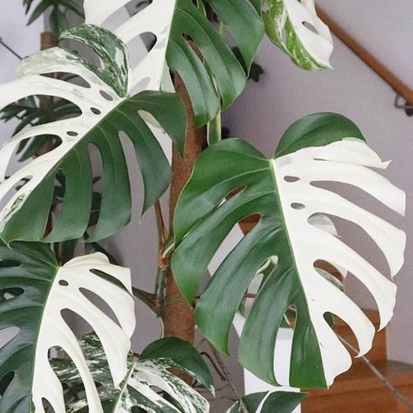 Monstera deliciosa Variegata