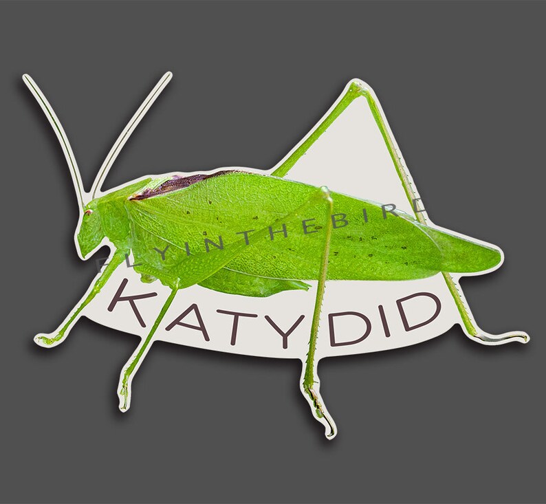 Katydid Waterproof Sticker Native, America, Insect, Orthoptera ...