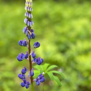 Lupin flowers, natural, home decor, Digital Download, flowers photography , Still life Photography , Printable Photo, Wall Photo