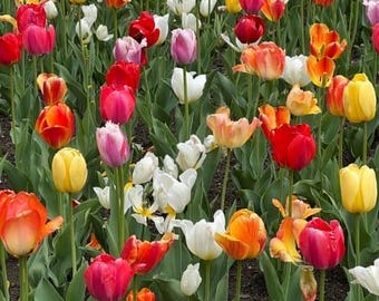Colorful Tulip Flowers Photography Print: Natural Home Decor (Digital Download)