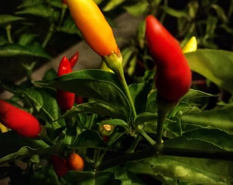 Tobasco Chili Pepper Still Life Photography Print (Digital Download)