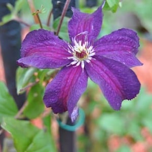 Purple Clematis flower, natural, home decor, Digital Download, flowers photography , Still life Photography , Printable Photo, Wall Photo