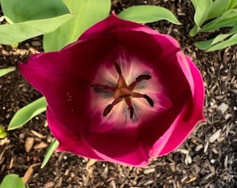 Tulip Flower Photography Print: Natural Home Decor (Digital Download)