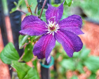 Purple Clematis Flower Photography Print: Natural Home Decor (Digital Download)