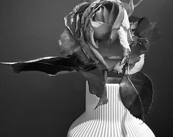 Rose Still Life Photography Print: Natural Home Decor (Digital Download)