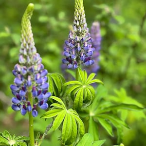 Lupin flowers, natural, home decor, Digital Download, flowers photography , Still life Photography , Printable Photo, Wall Photo