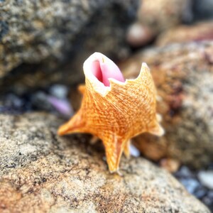 Może przedstawiać: Zbliżenie na brązową muszlę z różowym wnętrzem. Muszla leży na skale.