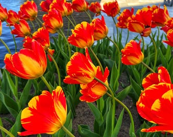 Red Tulip Flower Photography Print: Still Life Home Decor (Digital Download)
