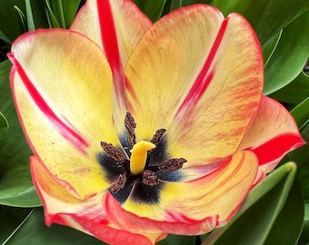 Tulip Flowers Photography Print: Natural Home Decor (Digital Download)