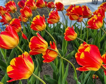 Red Tulip Flower Photography: Still Life Home Decor (Digital Download)