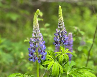 Lupin Flower Photography Print: Natural Home Decor (Digital Download)