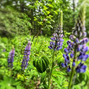 Lupin flowers, natural, home decor, Digital Download, flowers photography , Still life Photography , Printable Photo, Wall Photo