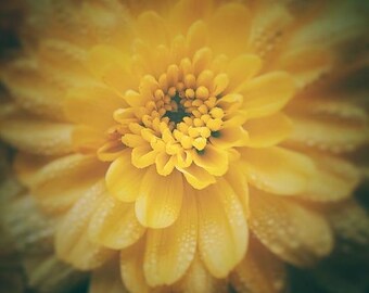 Minimalist Floral Wall Art Printable | Neutral Flower Photography | Instant Download Home Decor (Digital Download)