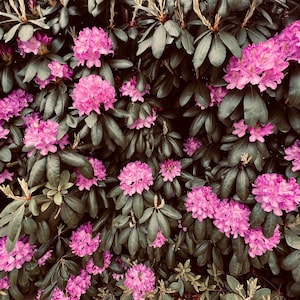 Rhododendron flowers, natural, home decor, Digital Download, flowers photography , Still life Photography , Printable Photo, Wall Photo