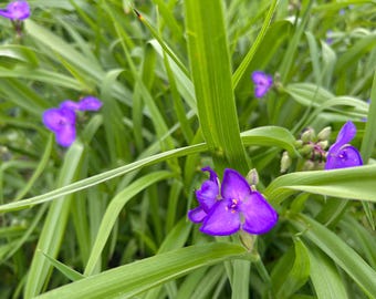 Spiderwort Flower Photography Print: Natural Home Decor (Digital Download)