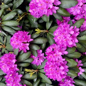 Rhododendron flowers, natural, home decor, Digital Download, flowers photography , Still life Photography , Printable Photo, Wall Photo