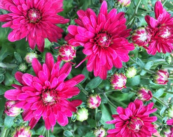Chrysanthemum Flower Photography: Still Life Printable Photo (Digital Download)