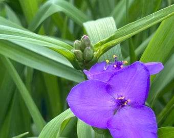 Spiderwort Flower Photography: Natural Home Decor (Digital Download)