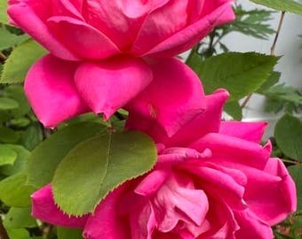 Pink Rose Photography Print: Natural Home Decor (Digital Download)