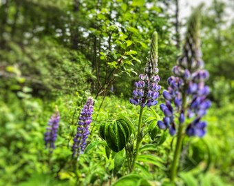 Lupin Flower Photography Print: Natural Home Decor (Digital Download)