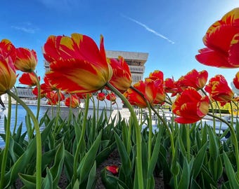 Red Tulip Flower Photography Print: Still Life Home Decor (Digital Download)
