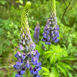Lupin flowers, natural, home decor, Digital Download, flowers photography , Still life Photography , Printable Photo, Wall Photo