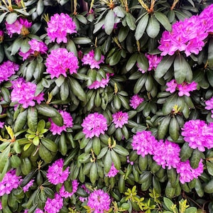 Rhododendron flowers, natural, home decor, Digital Download, flowers photography , Still life Photography , Printable Photo, Wall Photo