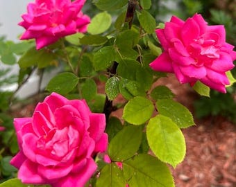 Pink Rose Photography Print: Natural Home Decor (Digital Download)