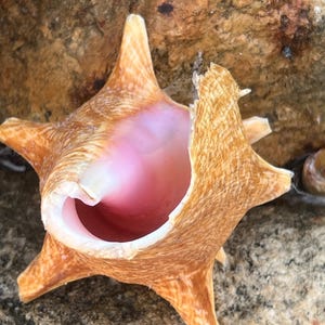 May include: A large, orange and pink seashell with a star-shaped base. The shell is broken on one side, revealing the pink interior.