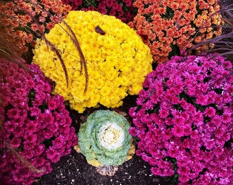 Chrysanthemum Flowers Photography: Natural Still Life Print (Digital Download)