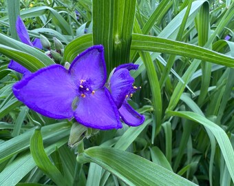 Spiderwort Flower Photography: Natural Home Decor (Digital Download)