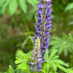 Lupin flowers, natural, home decor, Digital Download, flowers photography , Still life Photography , Printable Photo, Wall Photo
