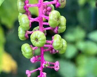 American Pokeweed Flower Photo: Natural Still Life Print (Digital Download)