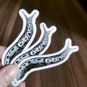 Sticker luipaard naaktslak | Zwart-witte vinylsticker van 3 inch | Limax maximus