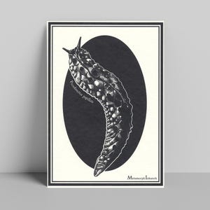 Pickle Slug Print | Pseudaneitea papillata | Entomology Illustration | Natural History | Science | Wildlife | Bug
